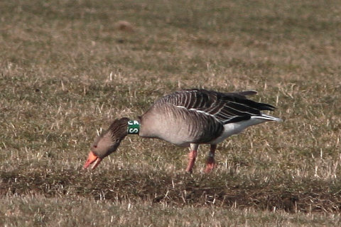 Grauwe Gans